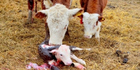 Krava se prerano otelila: zašto i šta učiniti